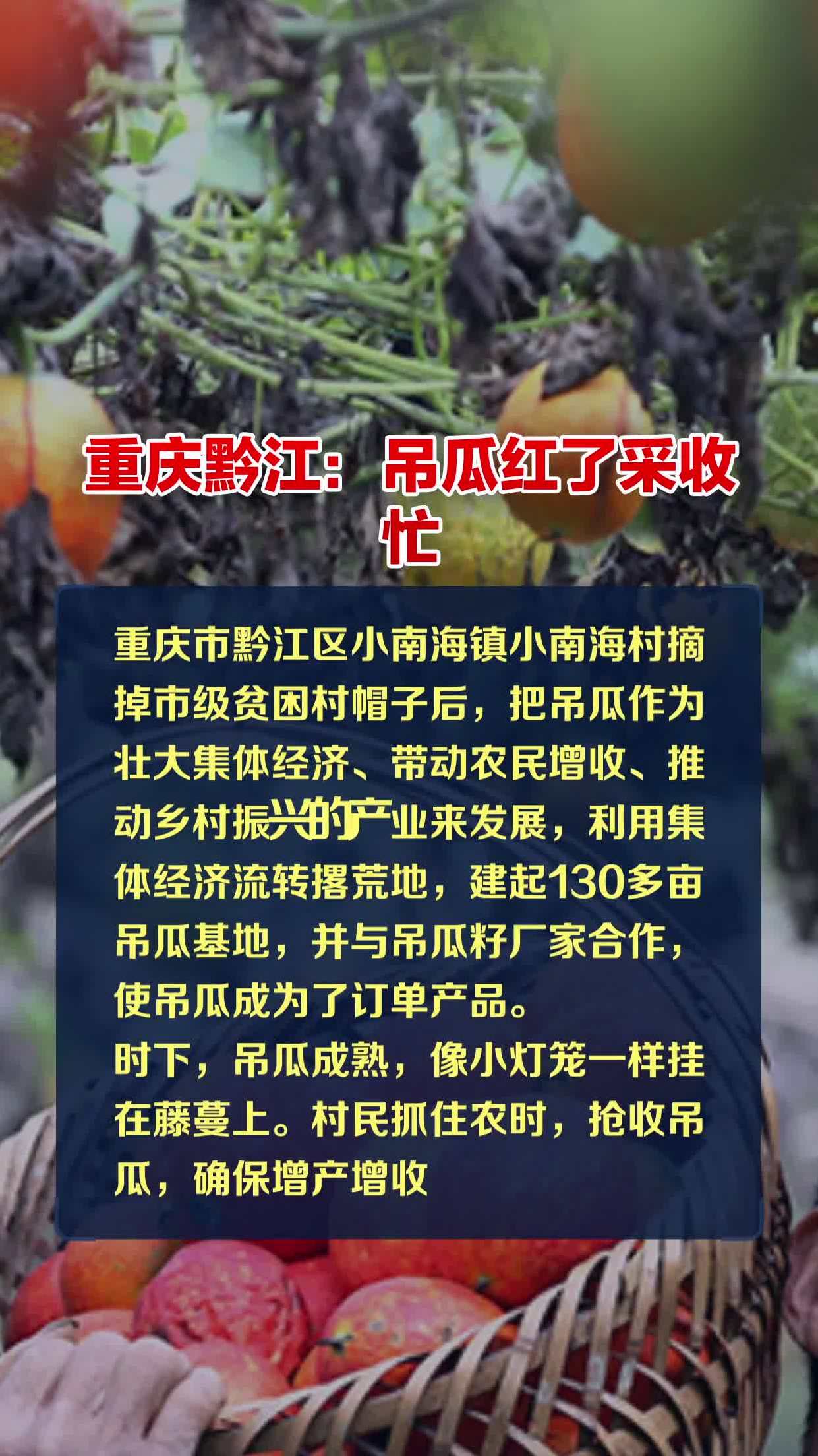 重庆黔江:吊瓜红了采收忙