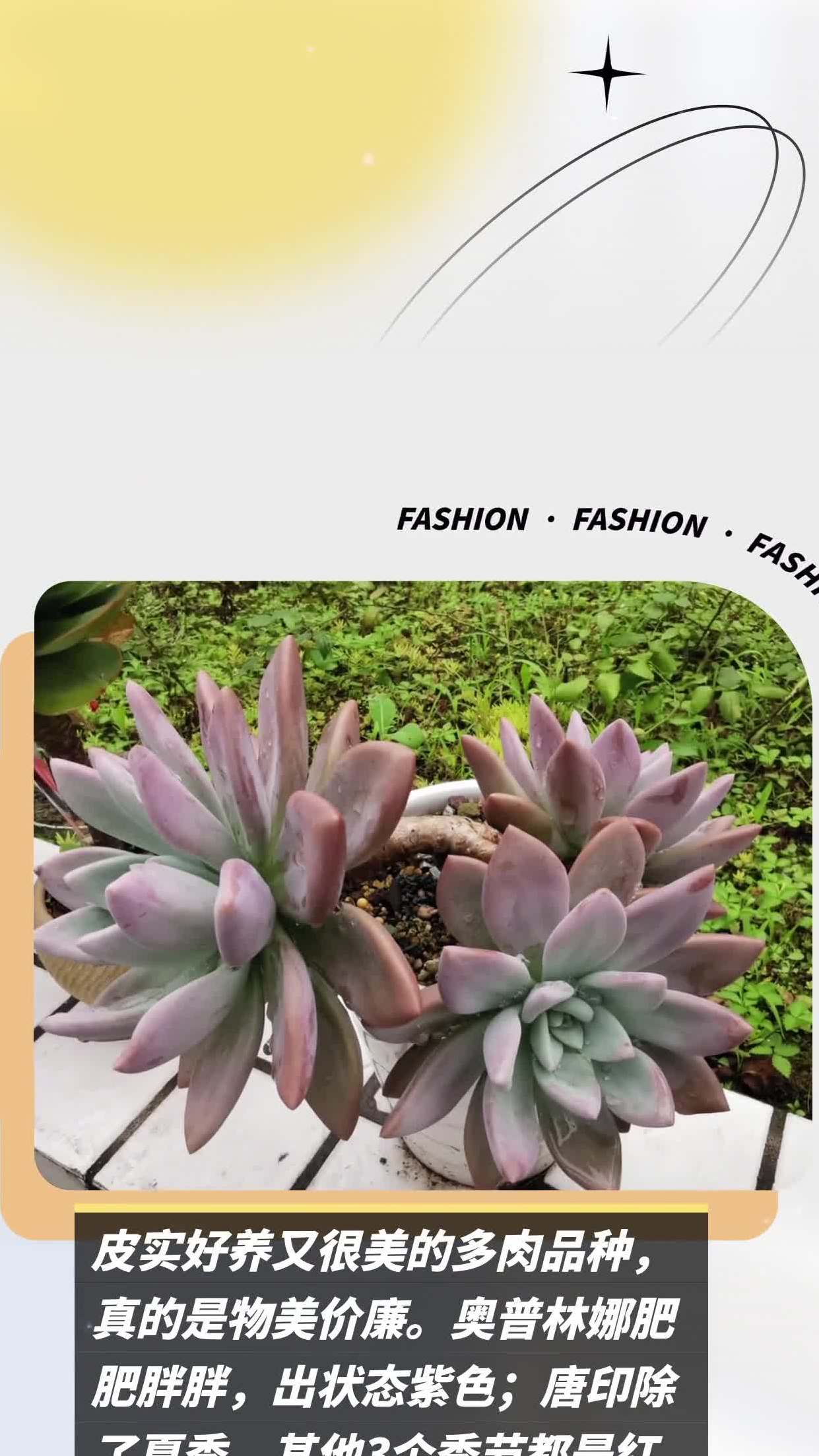 皮实好养又很美的多肉品种,真的是物美价廉