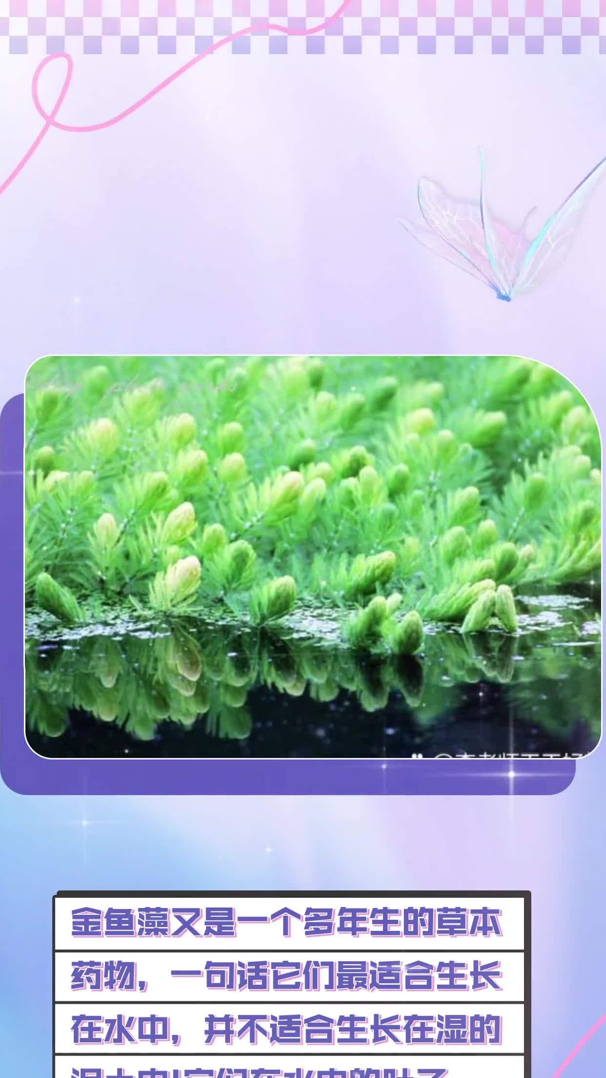 金鱼藻又是一个多年生的草本药物,一句话它们最适合生长在水中,并不适合生长在湿的泥土中