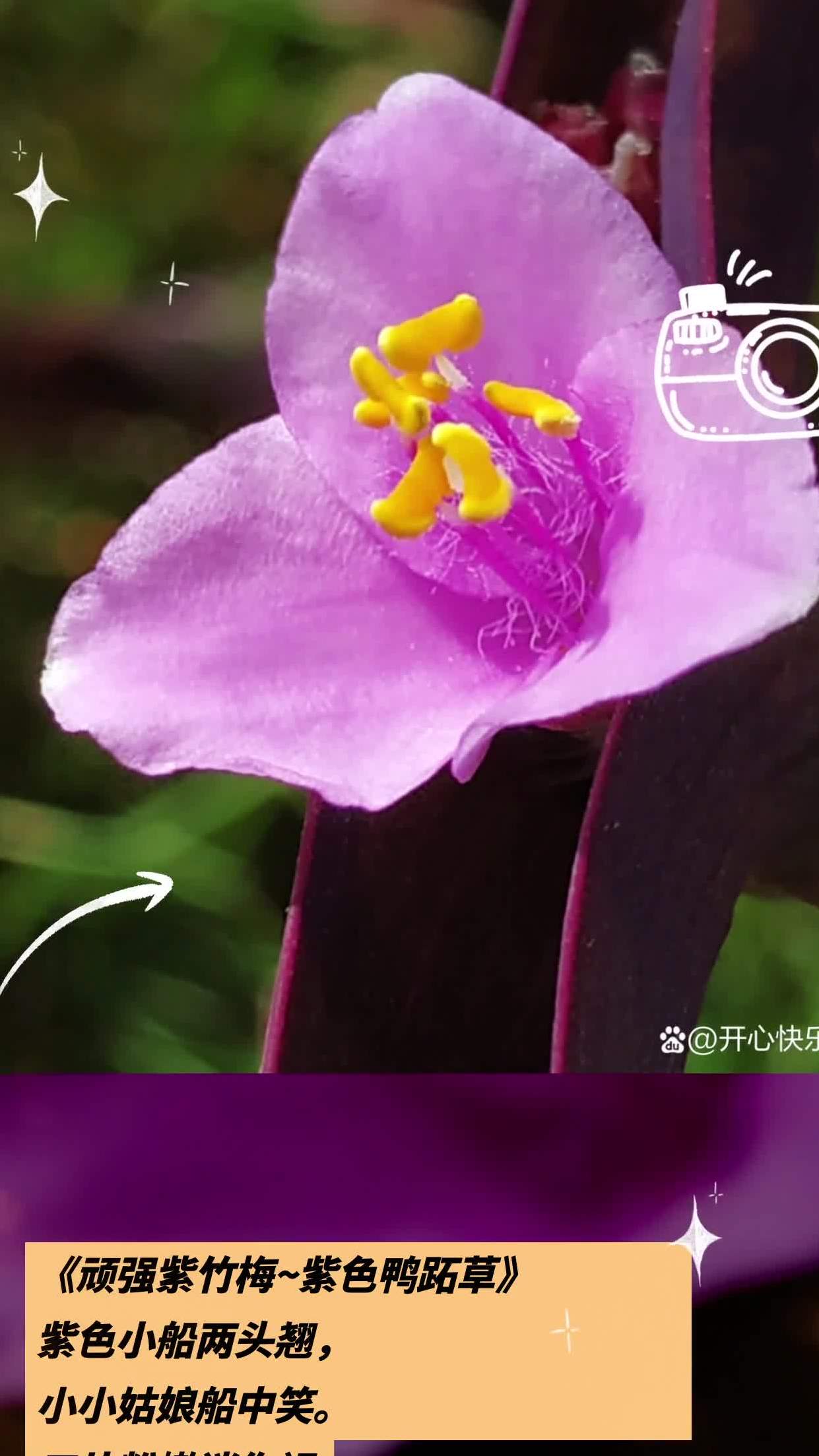 《顽强紫竹梅~紫色鸭跖草》