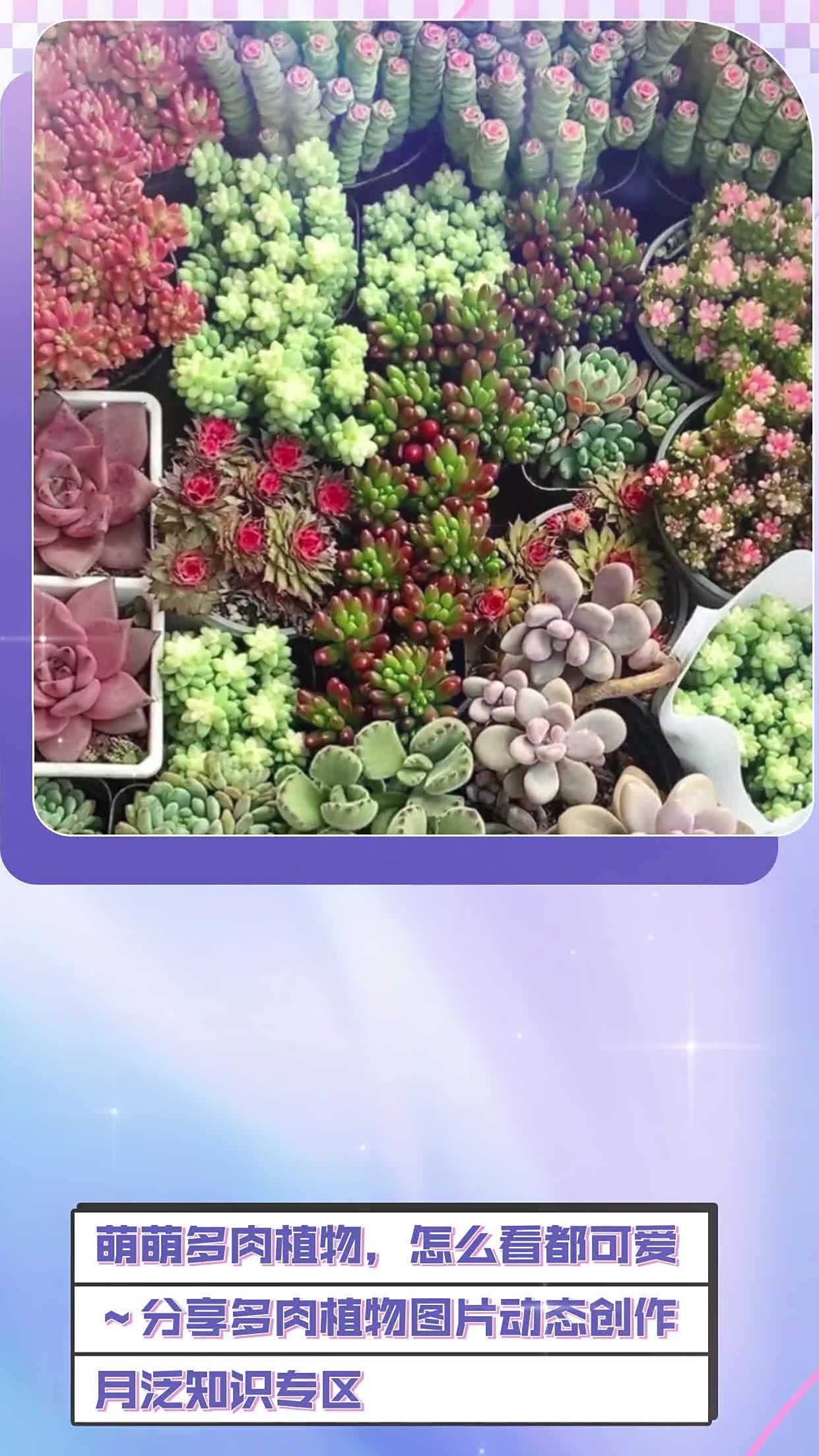 萌萌多肉植物，怎么看都可爱～分享多肉植物图片「嘿哈」植物 动态创作月泛知识专区 动态创作月
