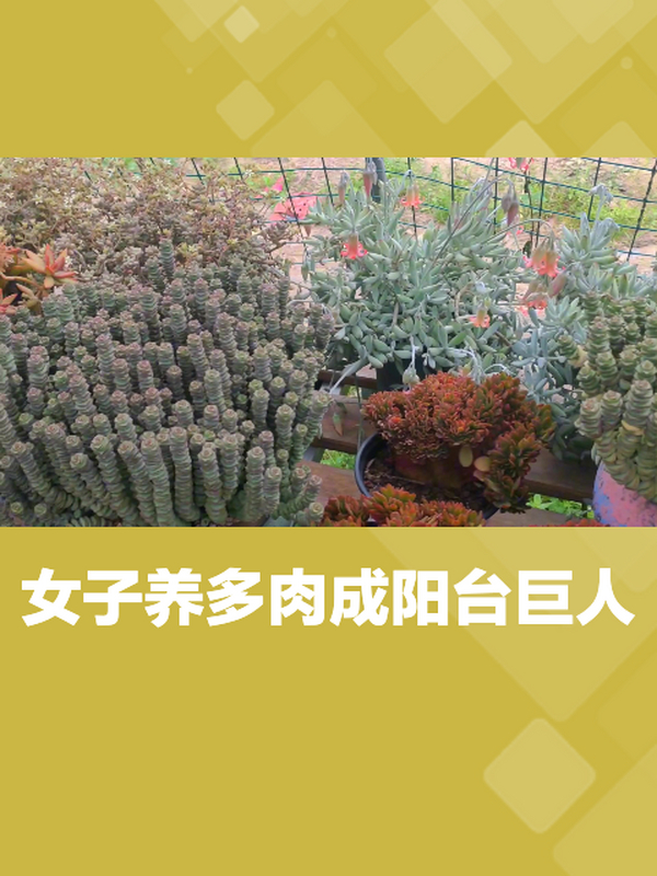 15厘米多肉长成3米巨人