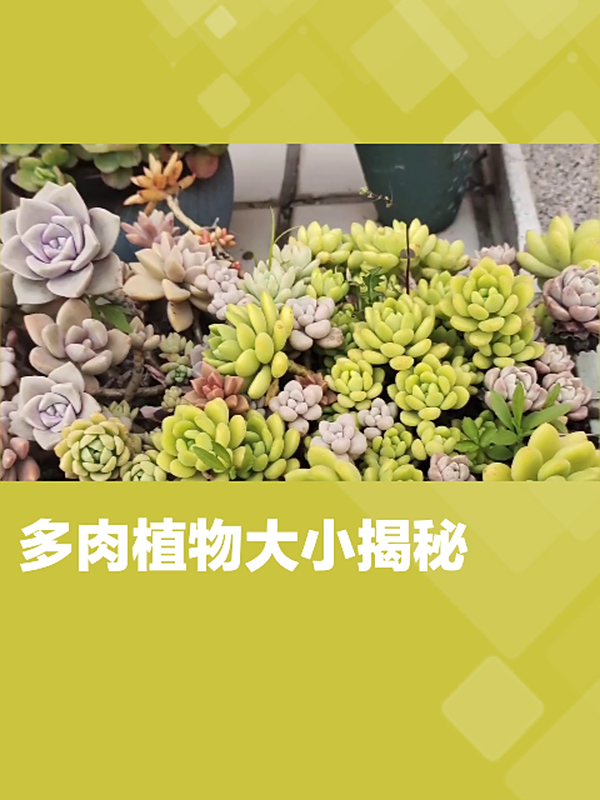 多肉能长到多大