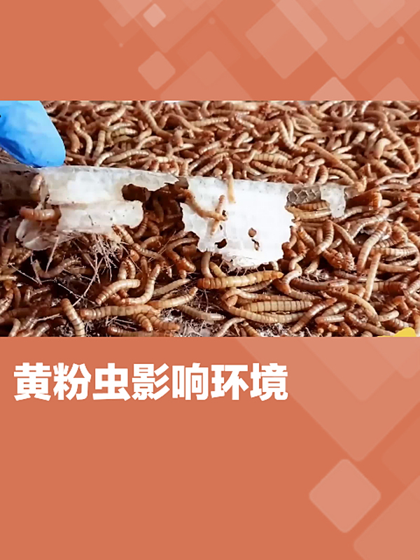 面包虫到底有多危险