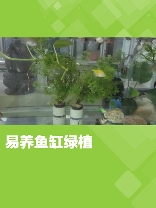 鱼缸绿植选择多:金鱼草、水榕易养但需防过度繁殖