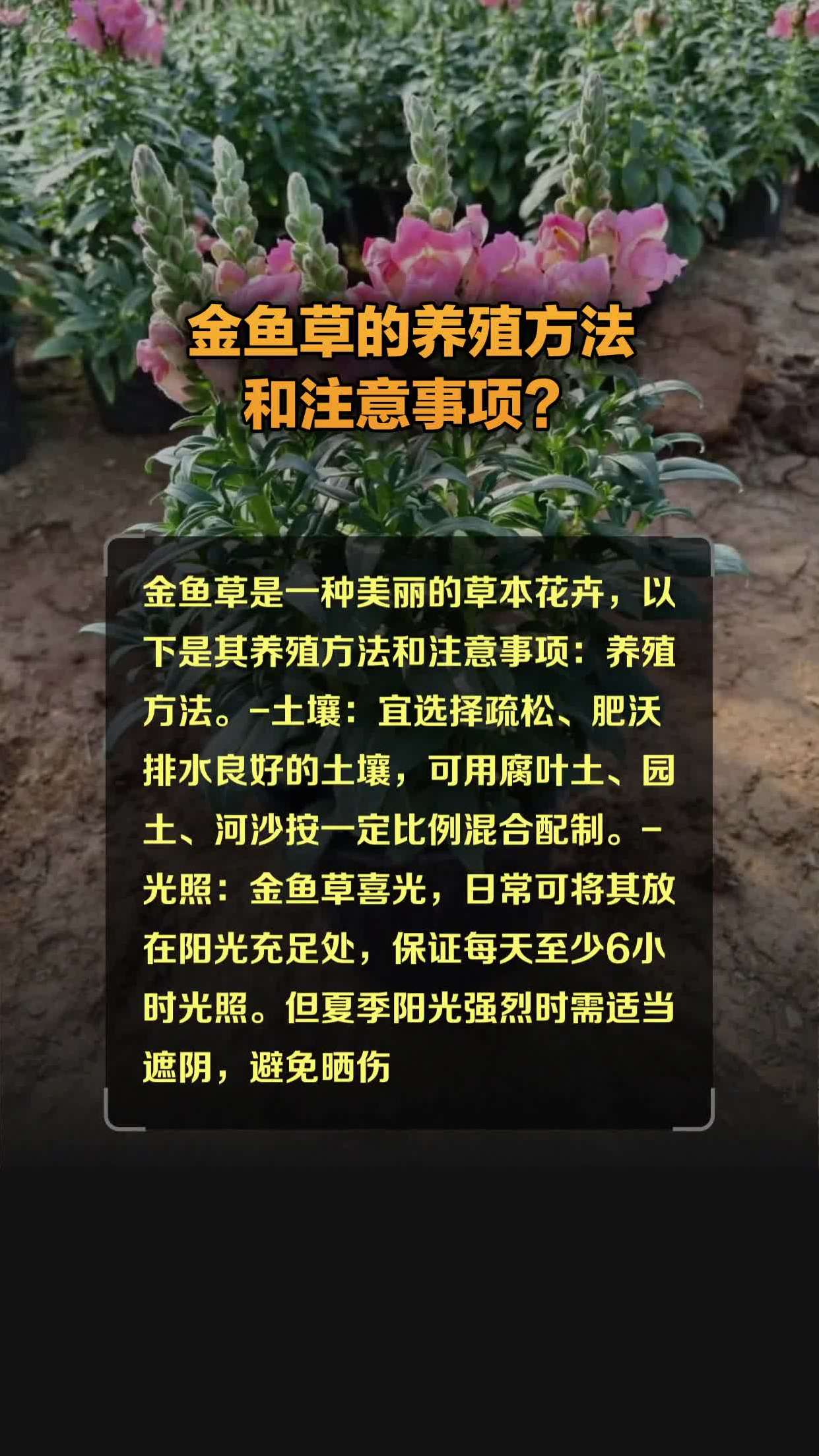 金鱼草的养殖方法和注意事项?