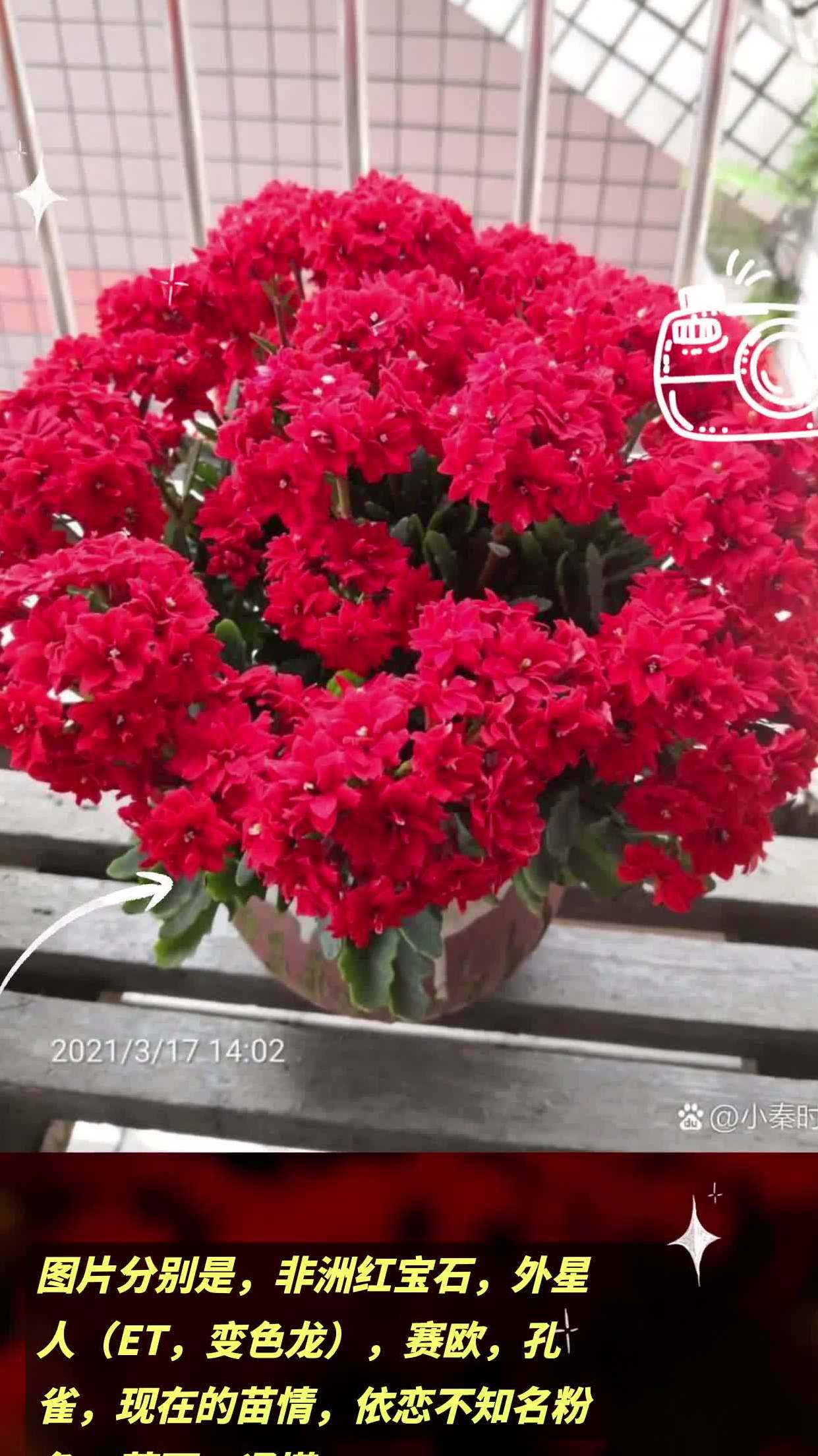 长寿花 图片分别是,非洲红宝石,外星人