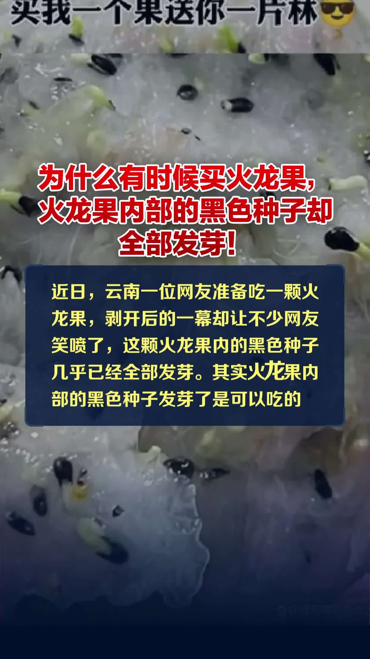 为什么有时候买火龙果,火龙果内部的黑色种子却全部发芽!