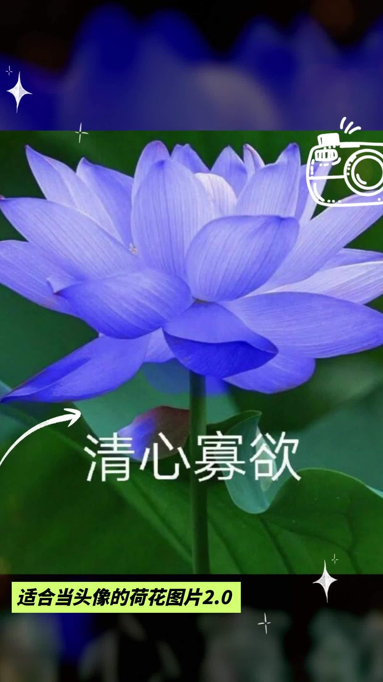 蓝色荷花头像图片