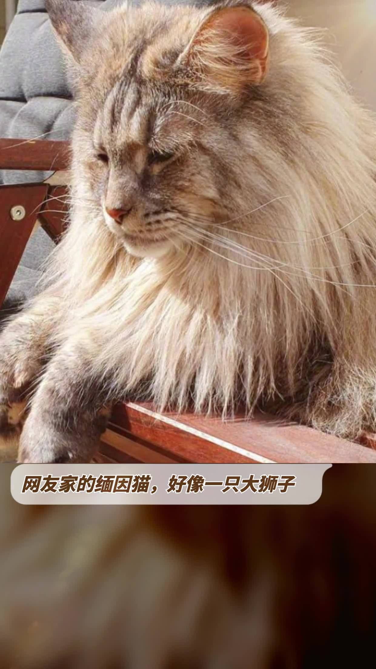 像狮子的猫叫什么图片