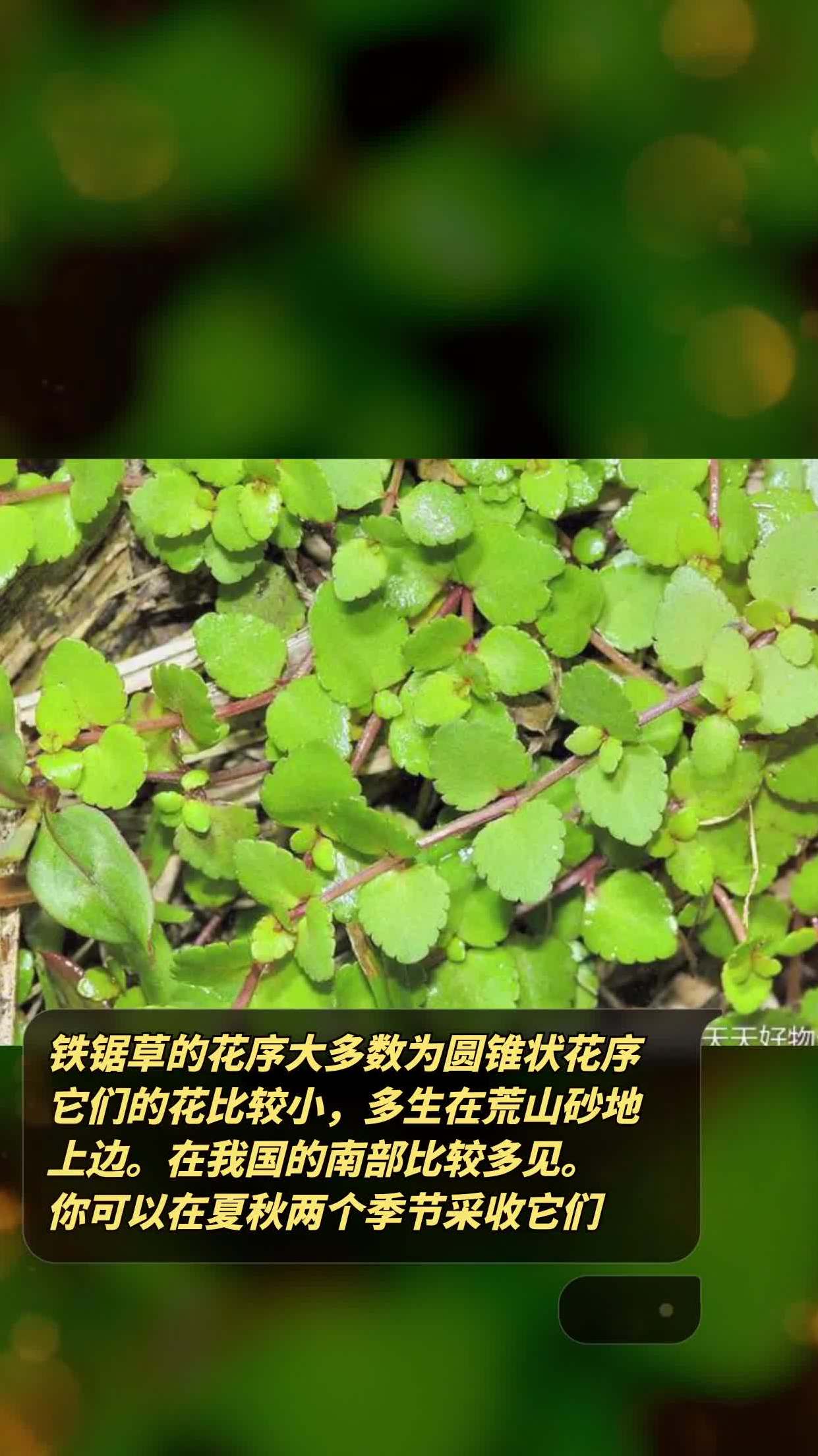 大锯锯草图片图片