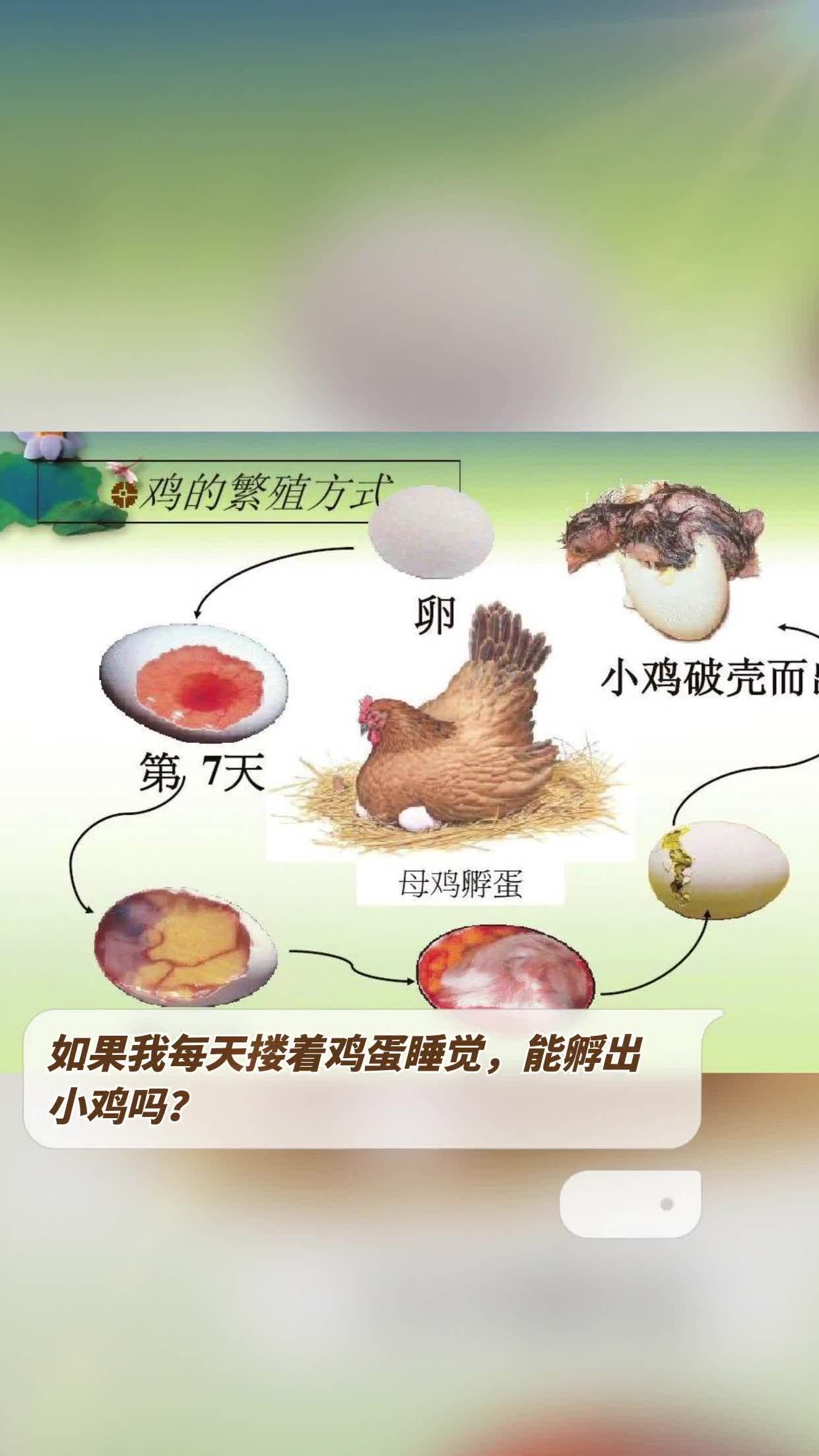 如果我每天搂着鸡蛋睡觉,能孵出小鸡吗?