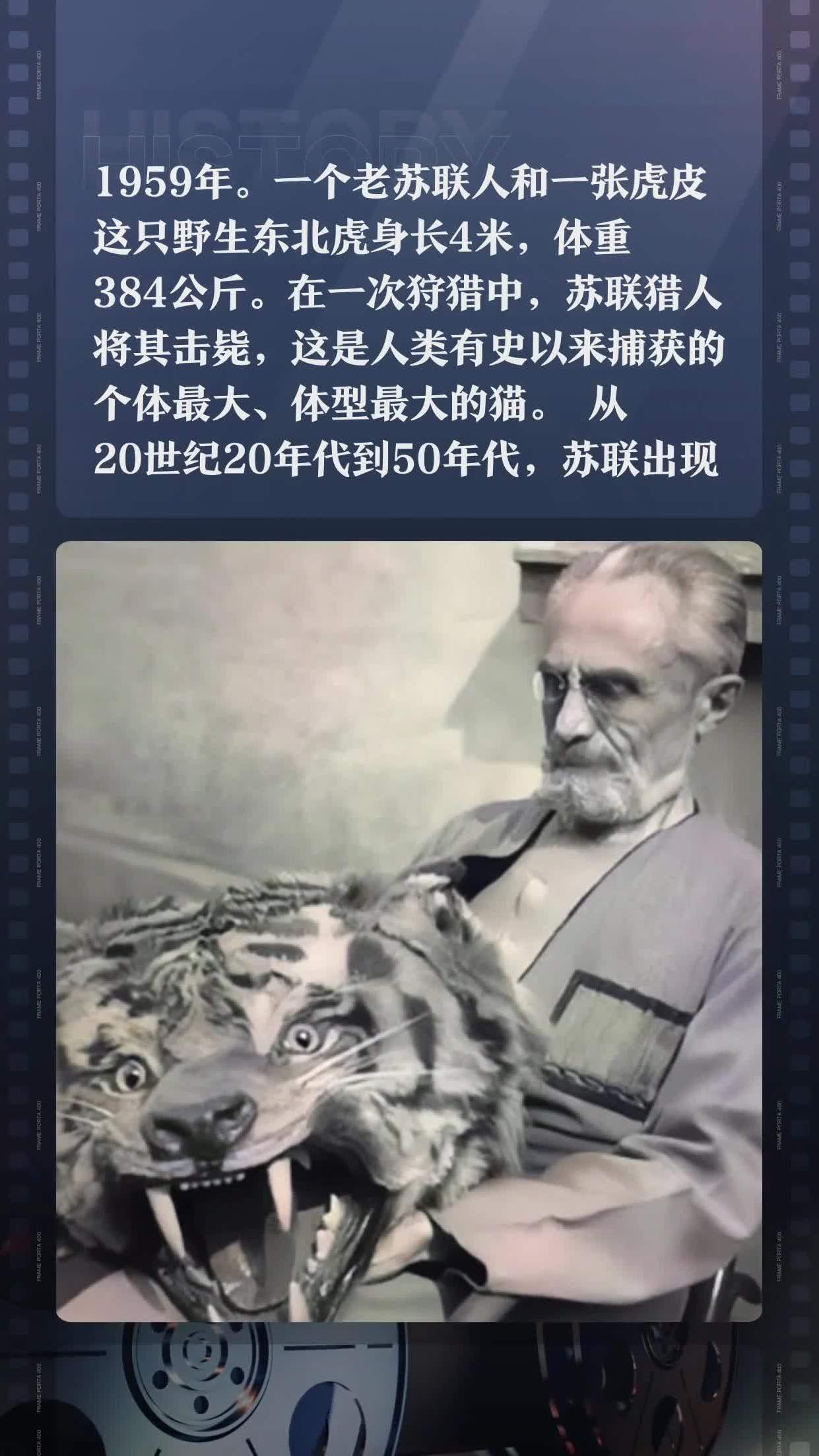 苏联捕杀最大的东北虎图片