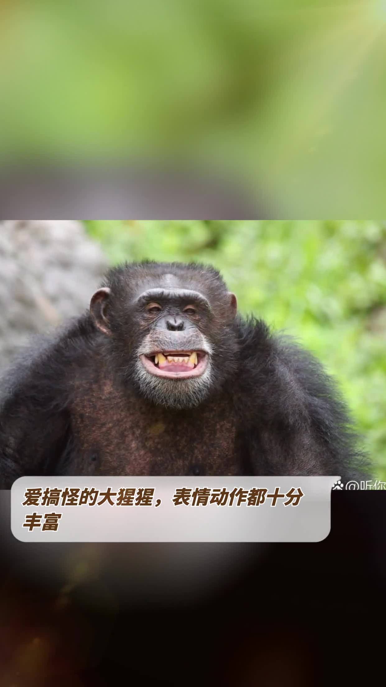 爱搞怪的大猩猩,表情动作都十分丰富