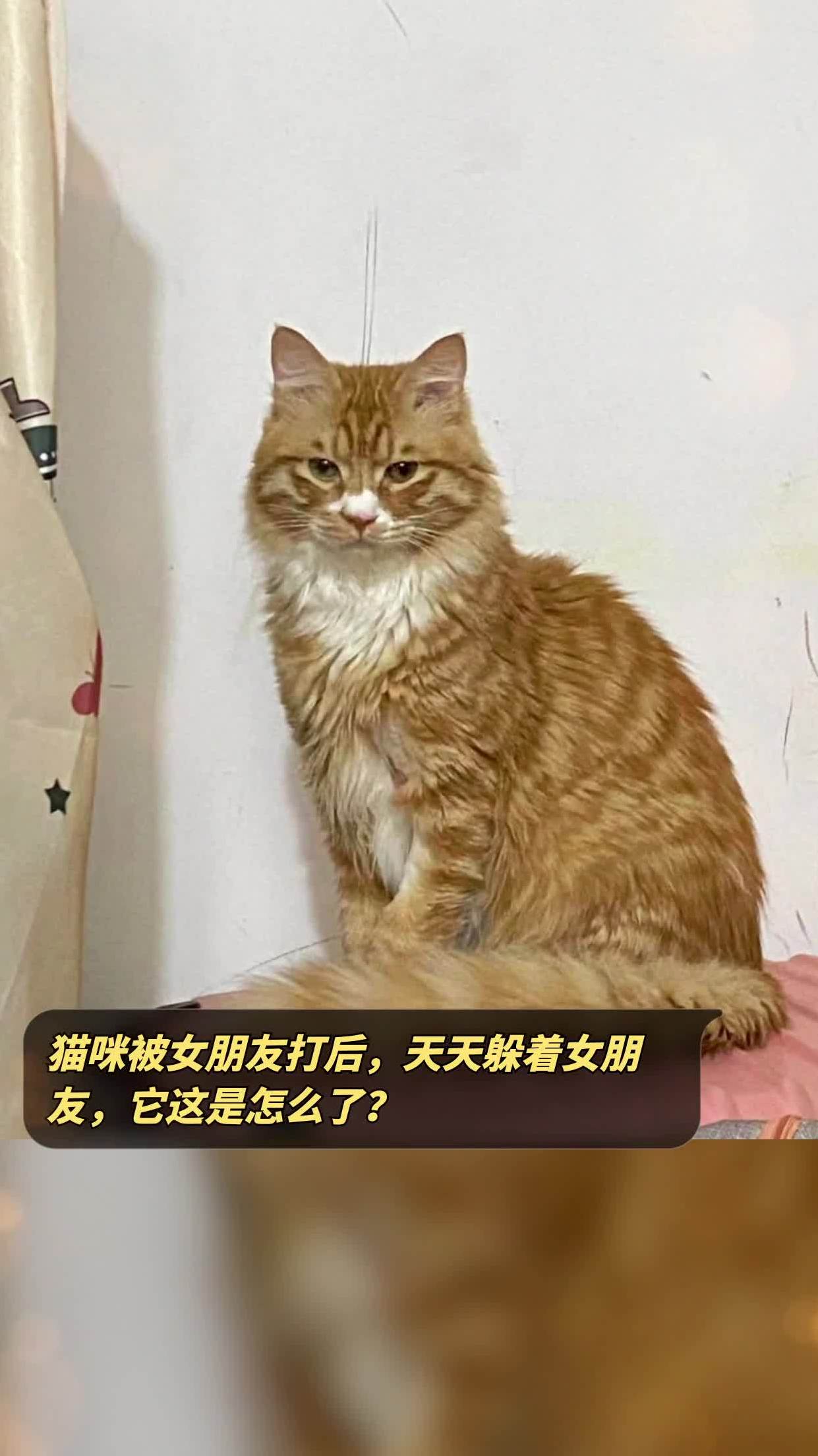 女朋友猫很大图片