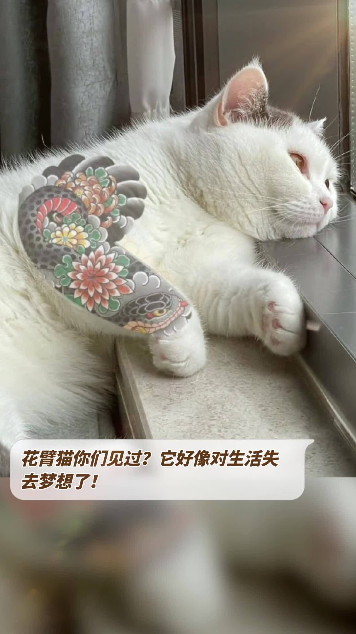 花臂猫你们见过?它好像对生活失去梦想了!