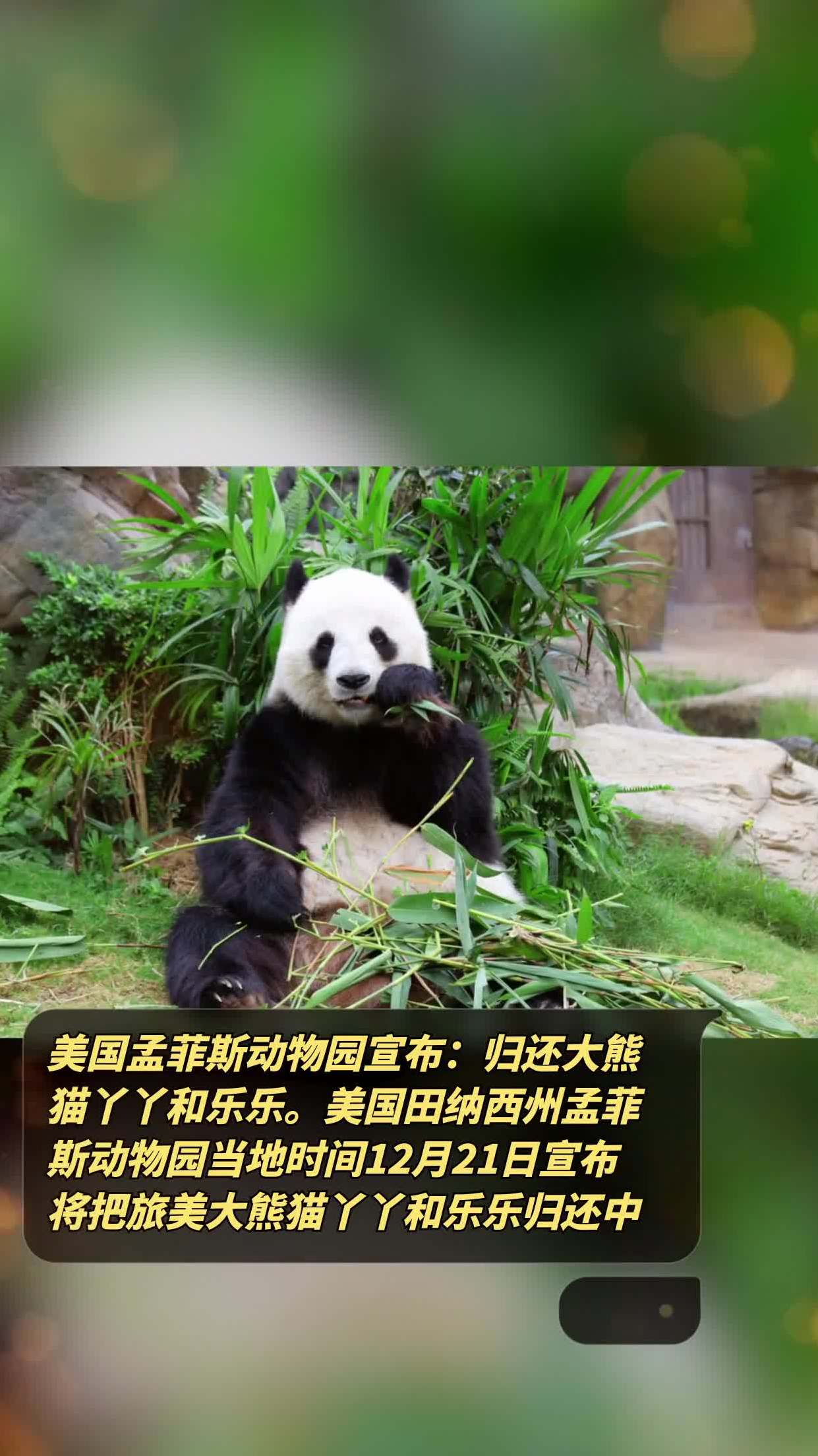 美国熊猫丫丫乐乐图片