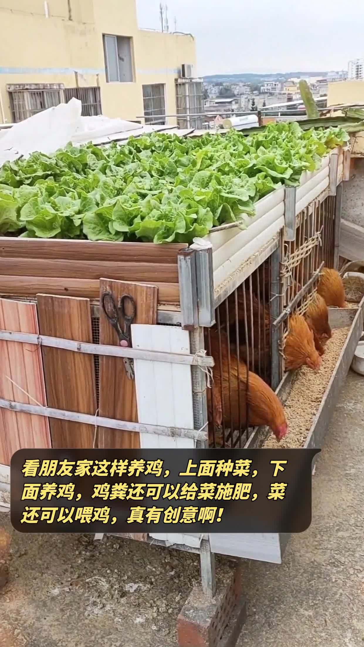 大棚养鸡种菜一体图片图片