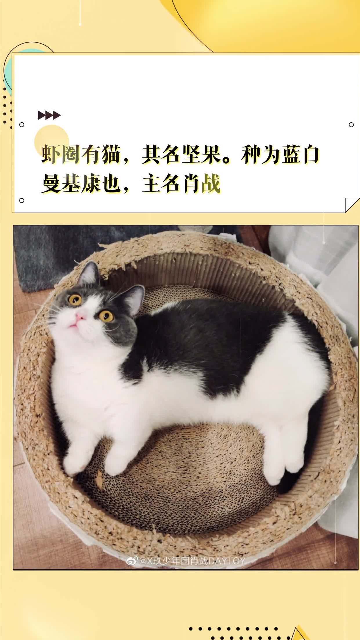 虾圈有猫,其名坚果.种为蓝白曼基康也,主名肖战.