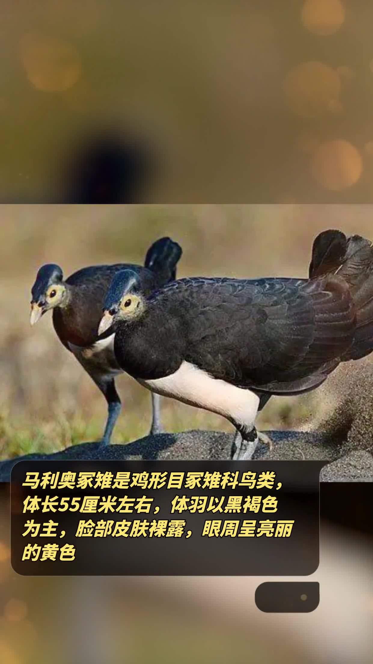 冢雉鸟图片