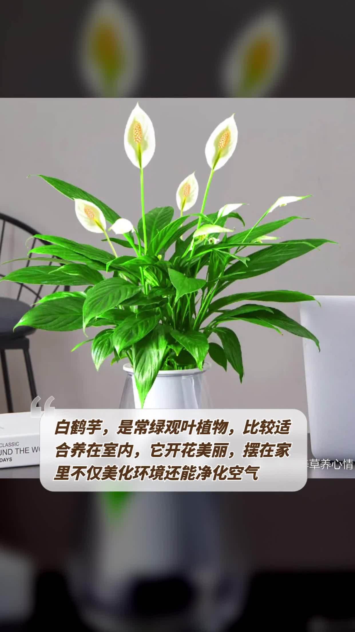 室内常绿植物图片