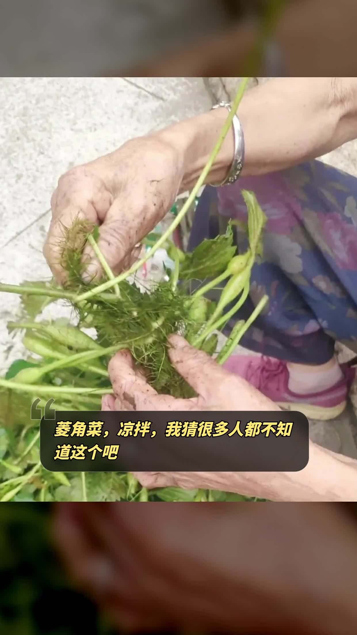 菱角菜,凉拌,我猜很多人都不知道这个吧