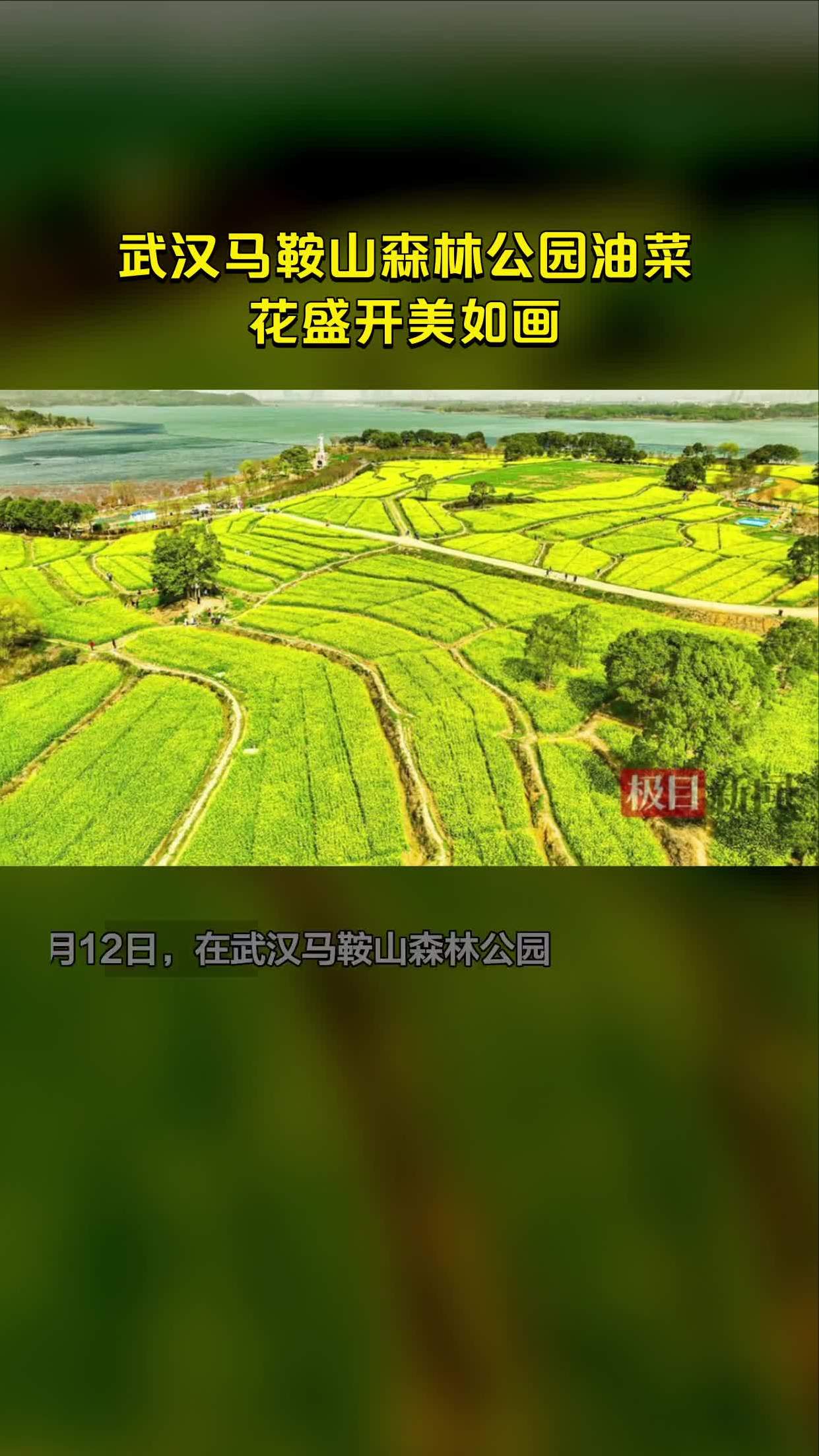 马鞍山森林公园油菜花图片