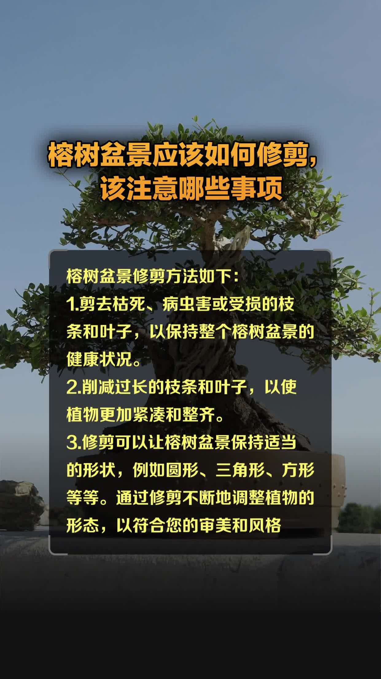 榕树的修剪方法图片